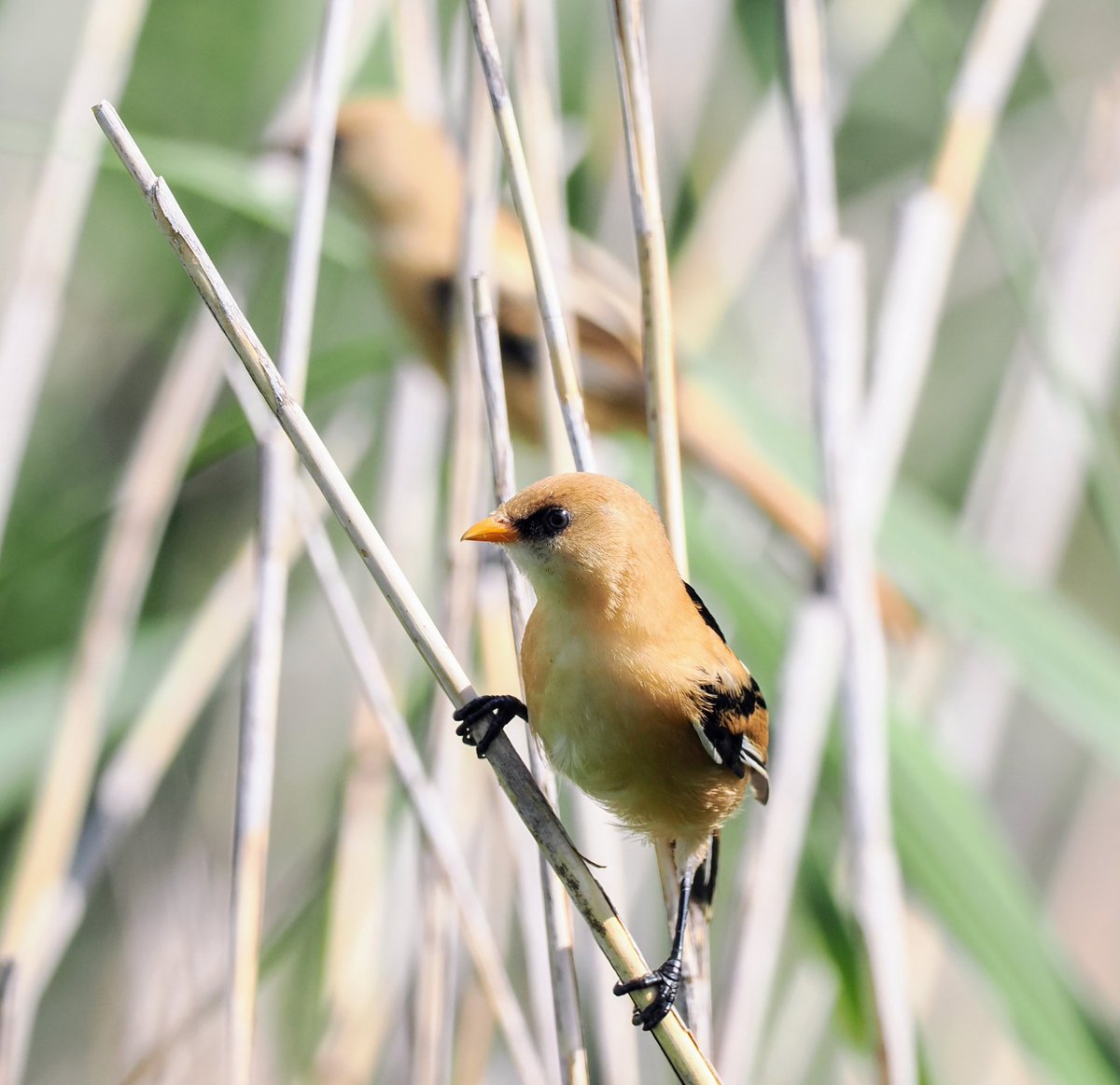 It was nice to see the local bearded tit's are having a successful breeding season and hopefully more to come. Always a pleasure to see
