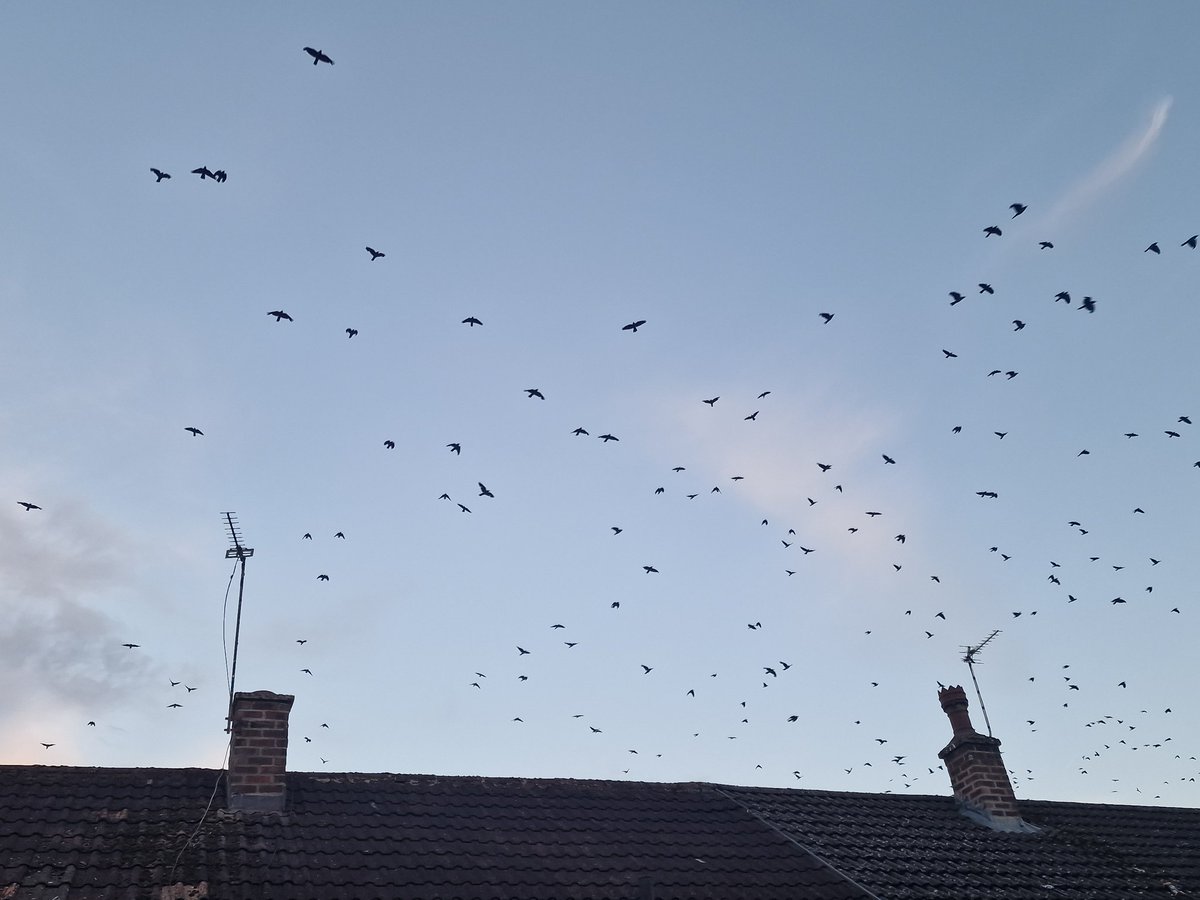 Sometimes, I wish I could be a bird and fly around in the sky.