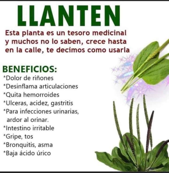 ✨💫🌿☀️Tip Salud☀️🌿💫✨

✨LLANTÉN✨

*Regálame un Gracias así se que me lees y te gusta mi contenido*