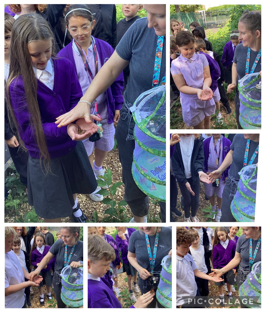 bhhjunior's tweet image. Year 5 released their butterflies after nurturing them from a caterpillar. The process took two weeks and the children enjoyed watching them evolve. 🦋🐛 @OakTreesMAT #bhhjcollaboration #bhhjscience