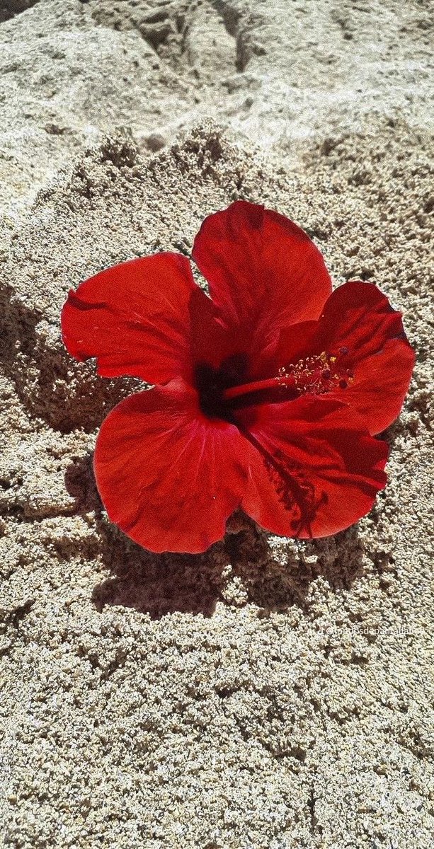 XLIX_409's tweet photo. Hibiscus 🌺 https://t.co/riuZS9d3B8