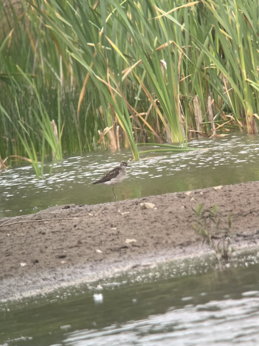 basham6's tweet image. Wood Sandpiper Nightingale ponds flew off high West