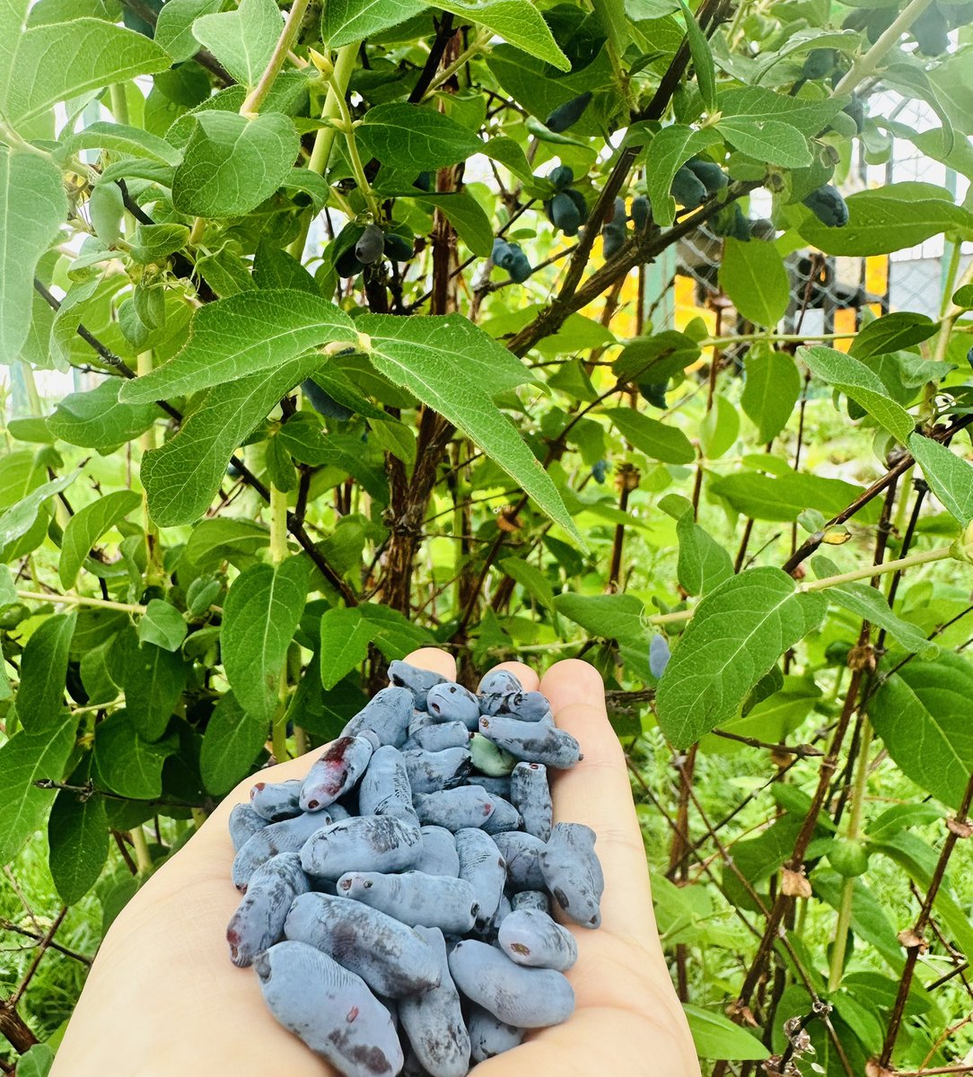 Чонын элгээ хураагаад идчихлээ. Ноднин нэг атга ургац авсан бол энэ жил дунд гарын аяга дүүргэлээ. Дараа жил шил варений ая тал бодно оо.