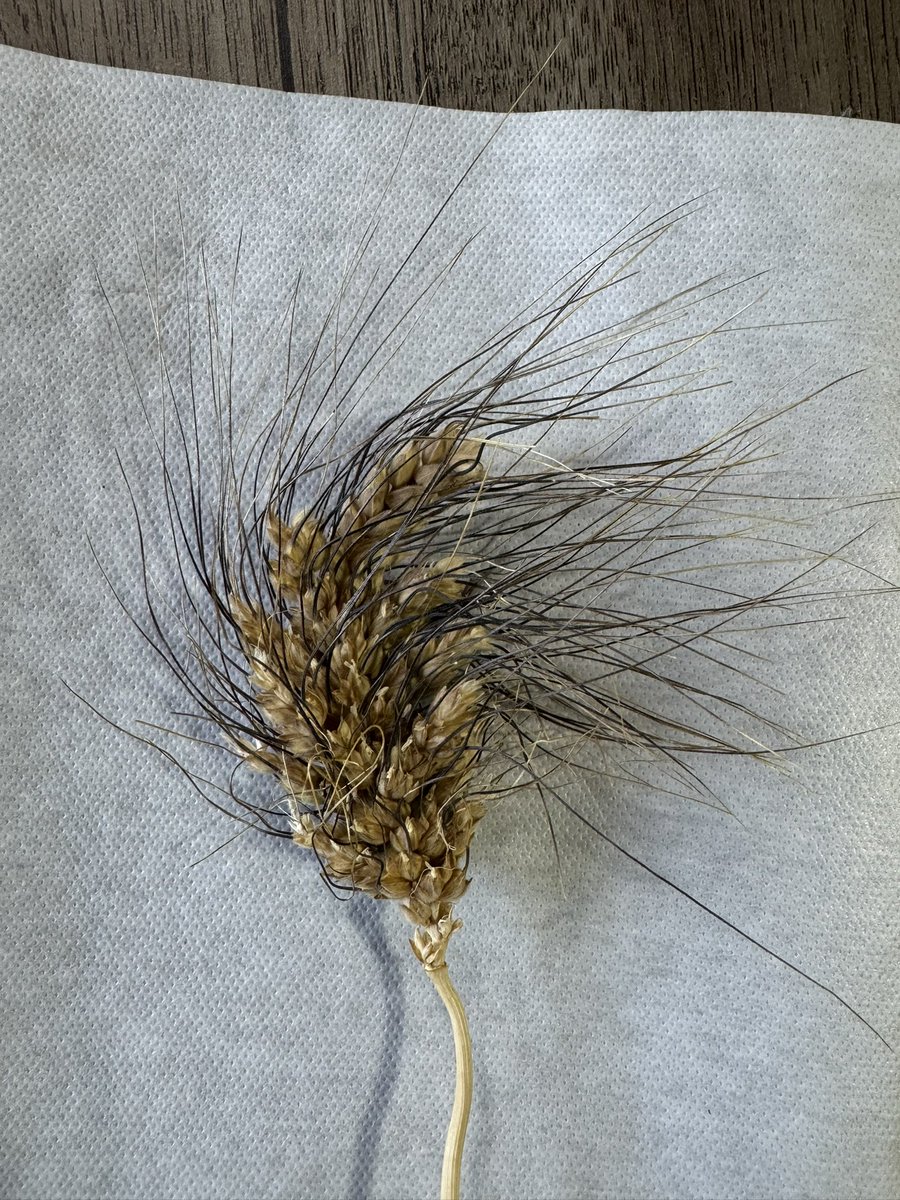 Ektiğimiz ata tohumumuz bu şekildedir.Gübre ilaç vs ihtiyacı yoktur.Tamamen organiktir.Kuralıklığa karşı daha dayanıklıdır.Diğer ürünlerden daha fazla verim verir ve maliyeti daha düşüktür.