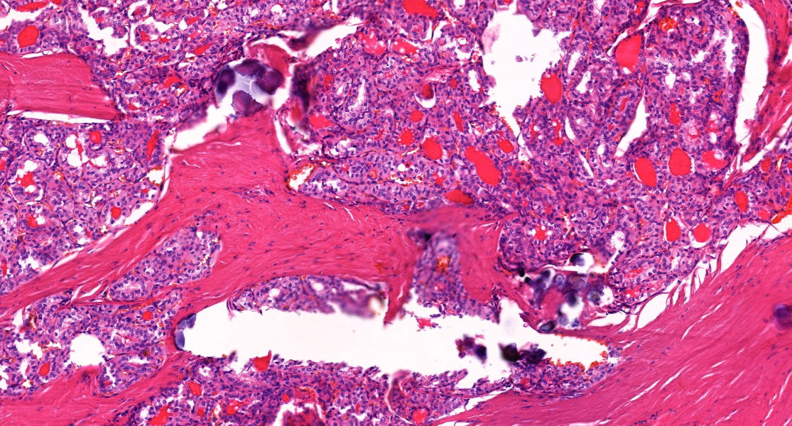 Annamária Ribiánszky, MD tweet media