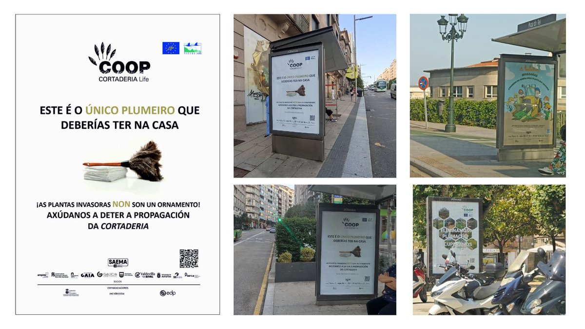 stopcortaderia's tweet image. 🚨 ¡ATENCIÓN, VIGO!
La ciudad se ha llenado de carteles porque tenemos un mensaje urgente:
🌾 El plumero es una planta invasora
❌ No es un adorno
❌ Es una amenaza real para Galicia
Cada pluma = miles de semillas
Cada gesto cuenta: no la cortes, no la plantes, no la compartas