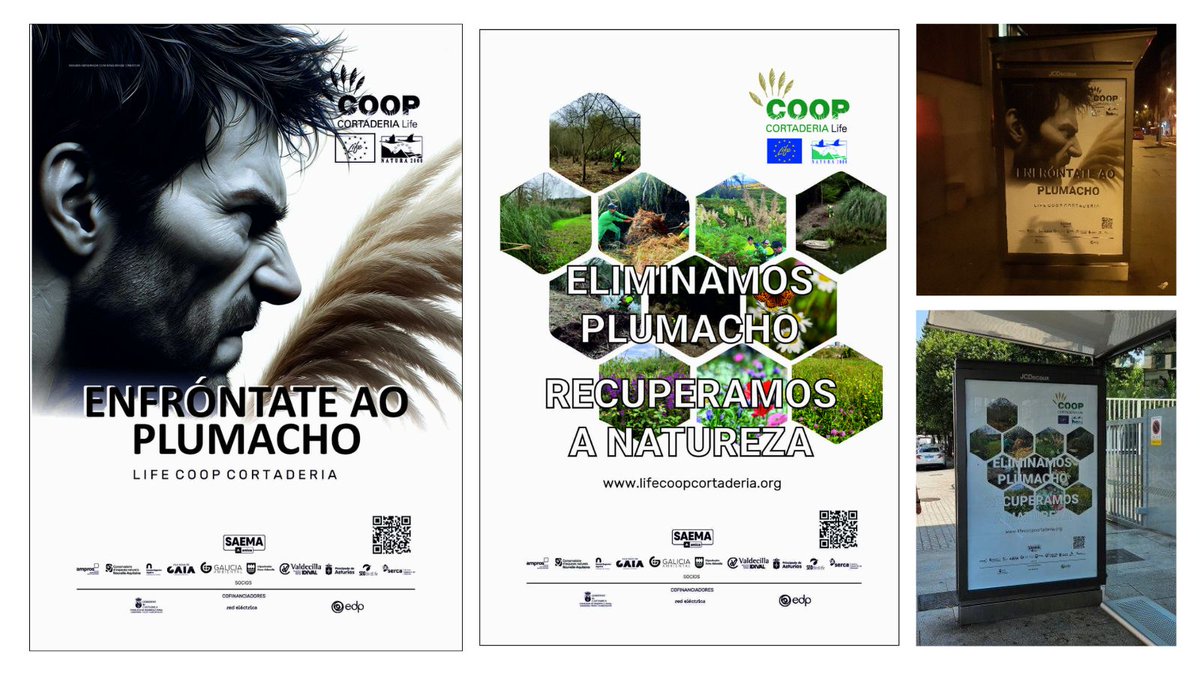 stopcortaderia's tweet image. 🚨 ¡ATENCIÓN, VIGO!
La ciudad se ha llenado de carteles porque tenemos un mensaje urgente:
🌾 El plumero es una planta invasora
❌ No es un adorno
❌ Es una amenaza real para Galicia
Cada pluma = miles de semillas
Cada gesto cuenta: no la cortes, no la plantes, no la compartas