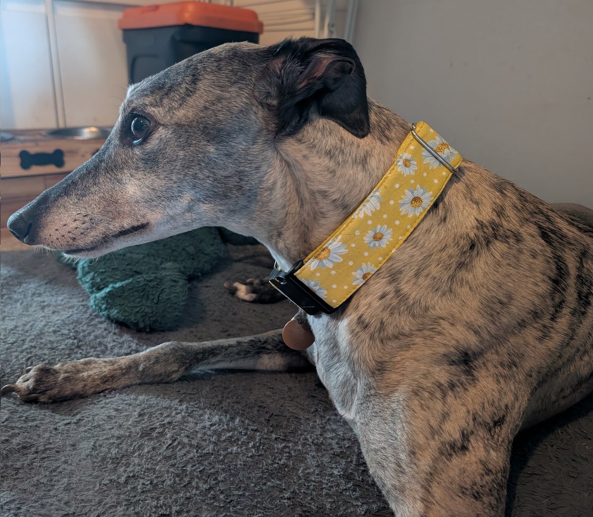 modellin mine new coller from <a href="/IzzyandFinns/">Izzy & Finn's Hound Boutique</a>  ,, daisy's for an daisie doge !