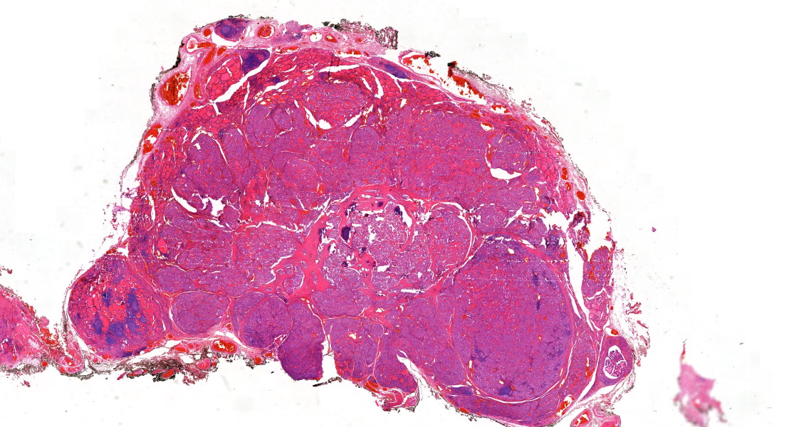 Annamária Ribiánszky, MD tweet media