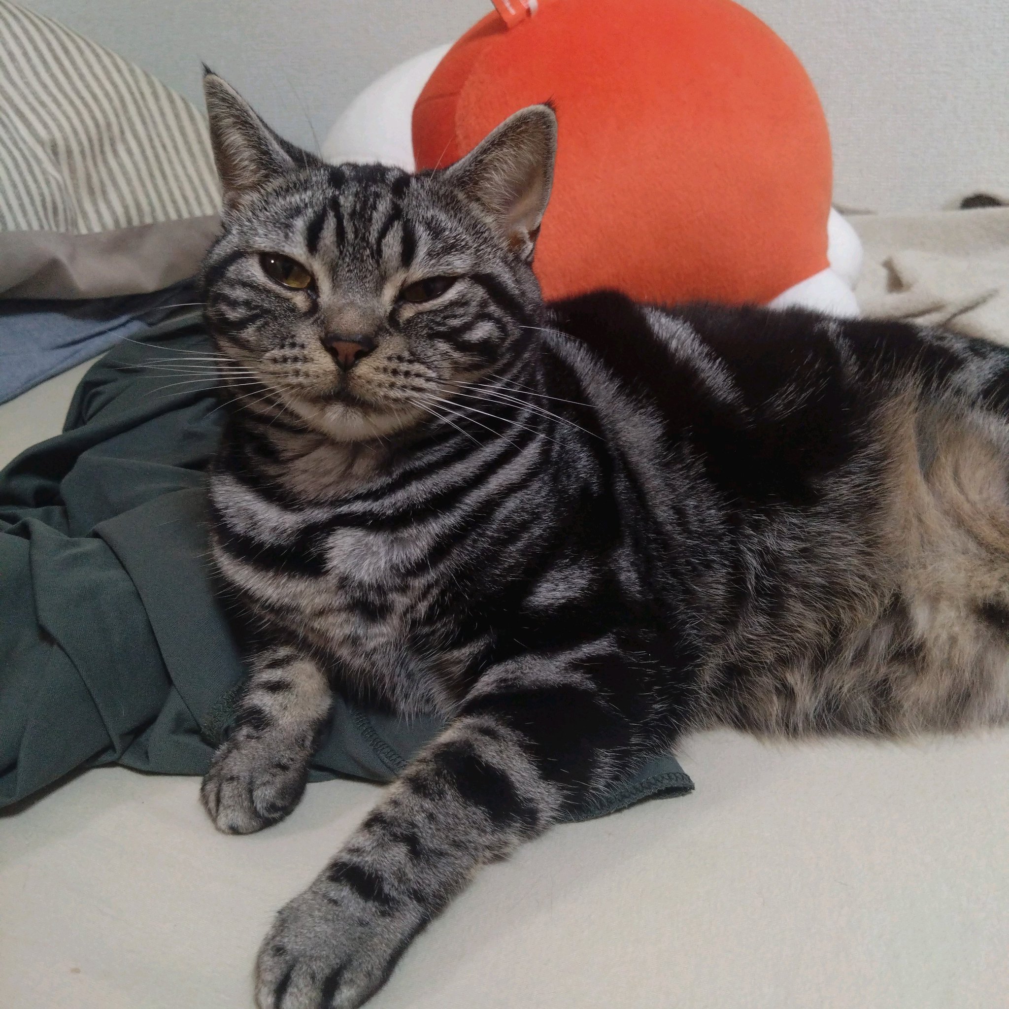うさねこ on X: 