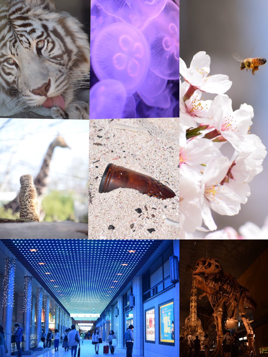 🐟ℭ𝔲𝔯𝔢（キュア）🐟 tweet media