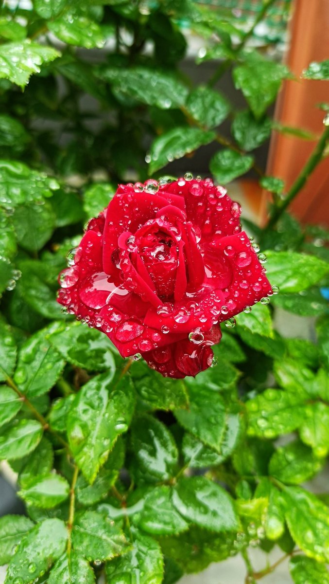 Yolailayola's tweet image. Mi teléfono con más de 4 años se calienta como horno, pierde la cobertura, a veces no suena, no se escuchan bien los audios de WhatsApp... Pero sigue haciendo fotazas💖🌹💖 #redminote9T #xiaomi