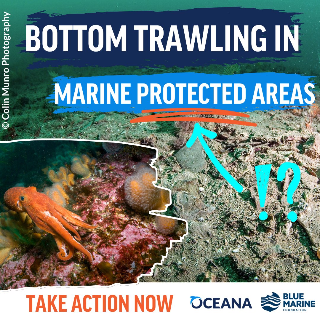 OceanaUK's tweet image. 🚨 Help us ban bottom trawling in ocean havens FOR GOOD!
UK Govt has proposed bans in 41 protected areas but they want to hear from the public before they do it ⚠️ We don't have long to respond🪸
Take action here 🌊🔽
only.one/act/uk-mpa-con…