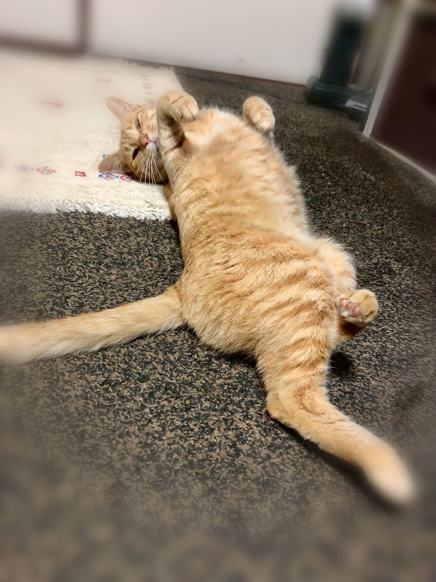 最近オープンしました！
ちょい飲みにはいいかも
(メガハイボール3つ頂きました(^^;;)
#銀だこハイボール多摩センター駅前店
#銀だこハイボール酒場