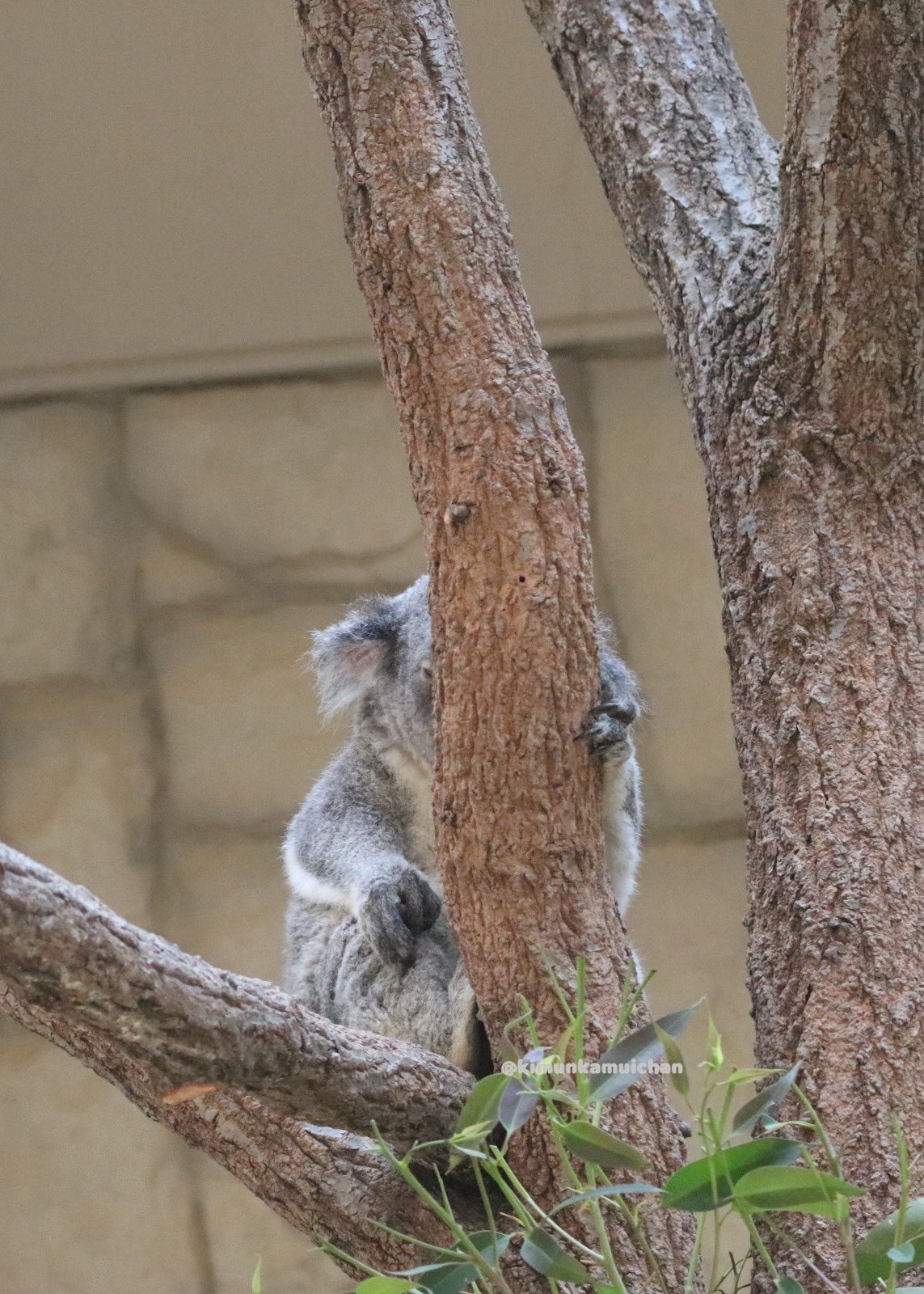 コアラ様 🐨やしじゅん🐨コアラー(2025もコアラ年) | シャイニーの幸せが