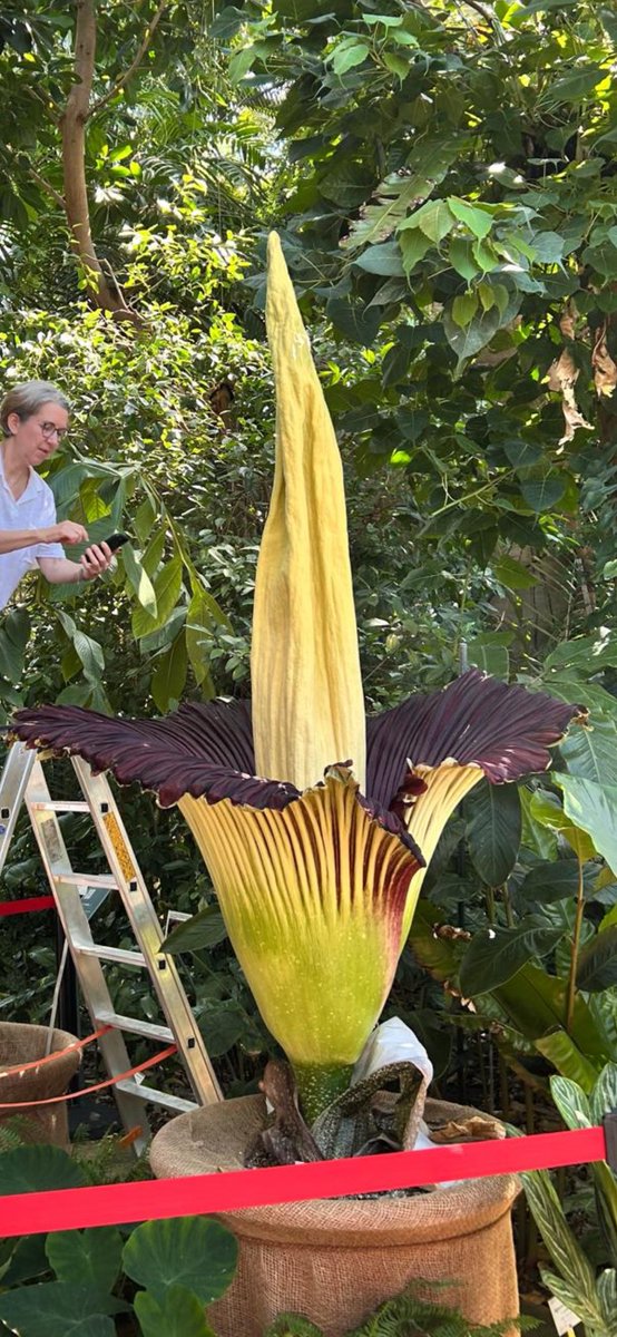 Amorphophallus titanum Becc. (Araceae) with its spectacular 3-8 year flowering life cycle and foul odor resembling rotten flesh when it blooms at Botanical Garden Berlin earlier this week - 230 cm of natural beauty!