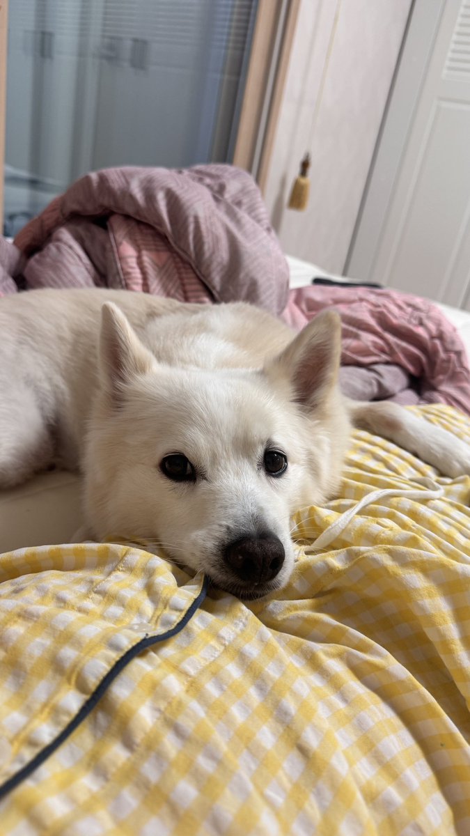 휴먼 바디라는 것은.. 강아지의 머리통 거치대..