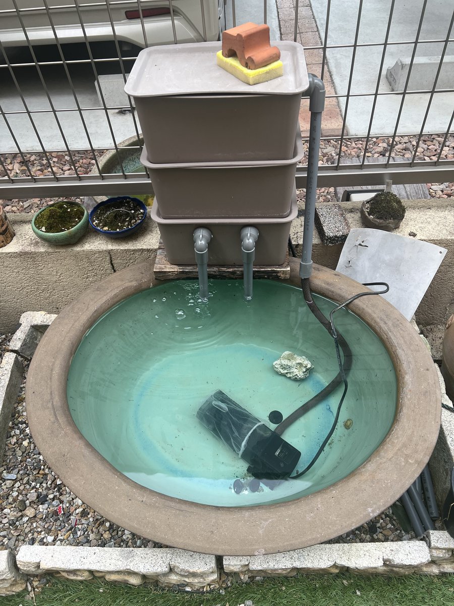 睡蓮鉢の鯉が暑さのせいか⭐️に😭
すだれしたり、暑さ対策してたのに😭