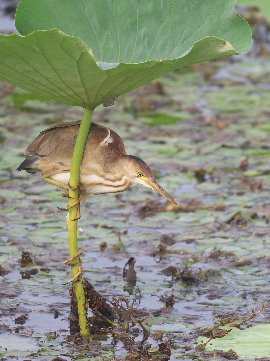 日傘をさしながら、めちゃくちゃ暑い中、ヨシゴイはがんばってます(？)