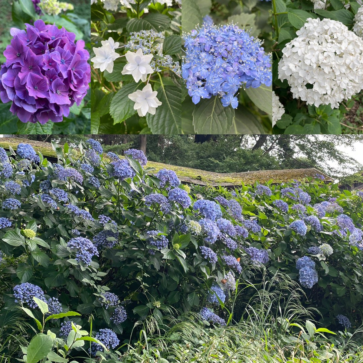 tats_i_know's tweet photo. 既に梅雨が明けてそうな気温ですが、今の内に先月見た紫陽花を。
個人的には青が好きですね。

#紫陽花 #あじさい #あけぼの山農業公園 https://t.co/9v383K5atJ