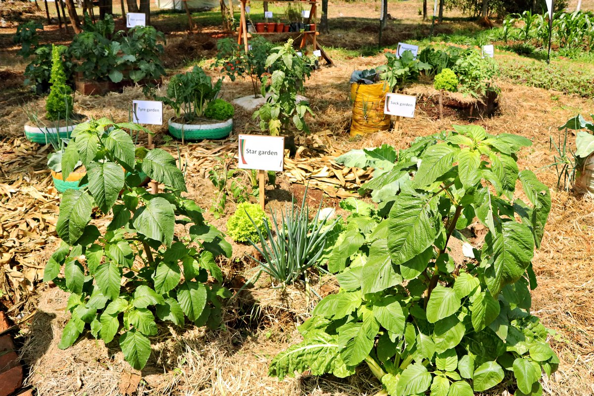 narouganda's tweet image. Unlock your small compound's potential with Tyre Garden, an Urban Farming methodology.
Wondering how it's done? Ask @NARO_MUZARDI
See it in action with @SandraNabasirye
#Agricshow2025