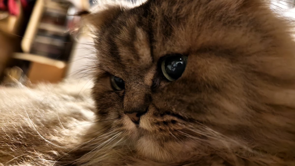 ローアングルチャロ