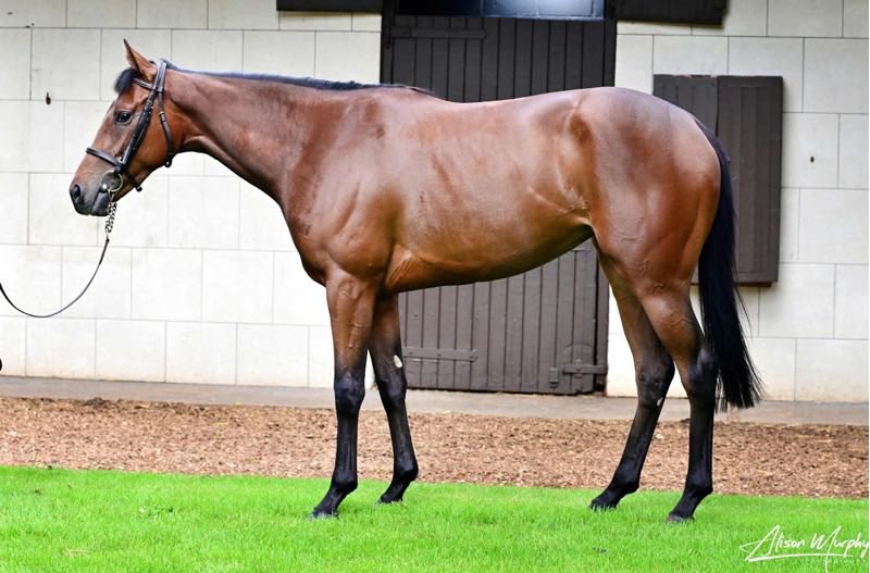 Tattersalls Online (@tatts_online) on Twitter photo #TattsOnline July Sale ๐ฟ๐ผ๐๐ธ ๐๐๐ท๐ด๐๐ธ๐
Lot 20 ๐
๐๐๐๐๐๐๐ ๐
๐๐๐๐๐ 140,000gns
Vendor: Glebe House Stables
Purchaser: <a href="/BlandfordBldstk/">Blandford Bloodstock</a>
View sale: bit.ly/4lpLejf
<a href="/BoherguyStud/">Clare Manning</a> #TattsOnline July Sale ๐ฟ๐ผ๐๐ธ ๐๐๐ท๐ด๐๐ธ๐
Lot 20 ๐
๐๐๐๐๐๐๐ ๐
๐๐๐๐๐ 140,000gns
Vendor: Glebe House Stables
Purchaser: <a href="/BlandfordBldstk/">Blandford Bloodstock</a>
View sale: bit.ly/4lpLejf
<a href="/BoherguyStud/">Clare Manning</a>