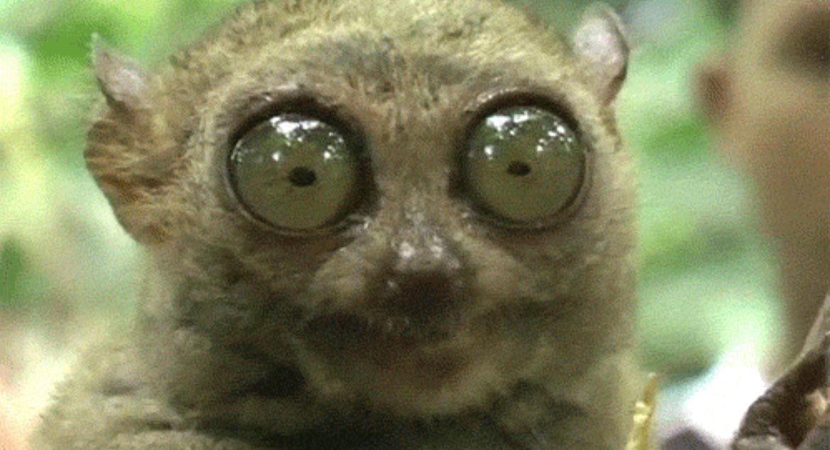 OsamaAhmedButt's tweet image. Face reveal