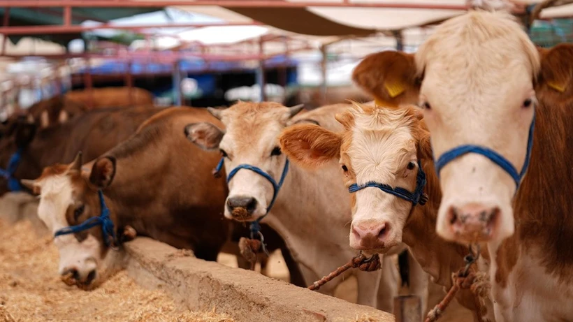 📌Tarım ve Orman Bakanı İbrahim Yumaklı, tüm hayvan satış yerlerinin faaliyetlerinin geçici süreyle durdurulduğunu hatırlatarak, 2024’te hastalık oranında yüzde 80 düşüş sağlandığını ancak Kurban Bayramı sonrası şap hastalığında yeni bir serotip olan SAT1’in tespit edildiğini