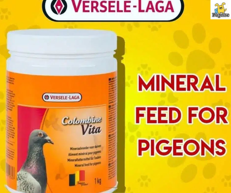 PupriseBox's tweet photo. 🕊️ Healthy Pigeons Start Here!
Boost your pigeons' vitality with Versele-Laga Colombine Vita – a trusted mineral feed specially formulated for their health &amp; strength.

👉 Order Now: https://t.co/uLYI93nzw9 https://t.co/Od8PEYaPFB