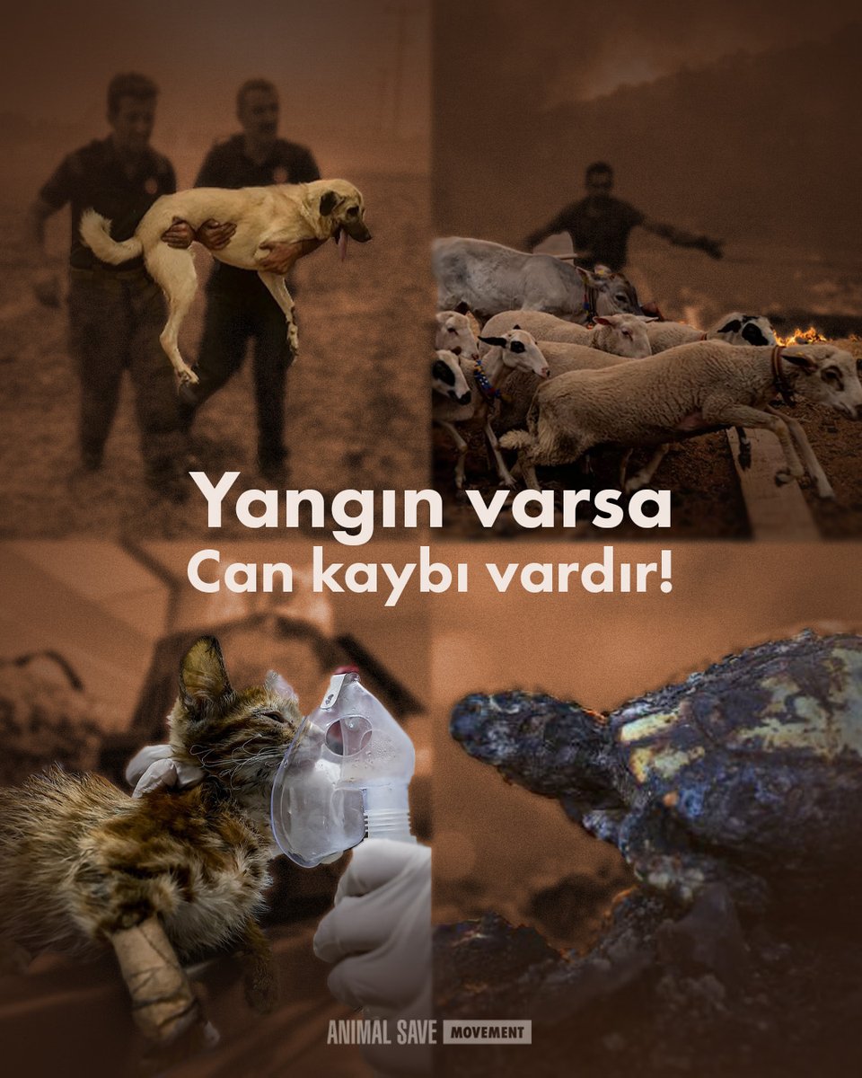 Türkiye’nin farklı bölgelerinde çıkan çok sayıda orman yangınında alevlerin ortasında kalan sayısız hayvan can verdi.

Sesleri duyulmadı ama hepsi buradaydı ve artık yoklar.

#yangın #izmiryanıyor #HatayYakılıyor
