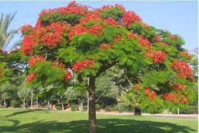 #بلدية_الخبر 

 10.000 شجرة تم اختيارها لملائمتها البيئية علاوة على مساهمتها الفاعلة في تحسين الهوية البصرية لمدينة #الخبر ابرزها أشجار ( النيم )و( اللبخ ) و( البونسيانا ) وبإرتفاع يزيد عن 4م لتسهم في توفير الظل على الطرق المستهدفة تشمل استحداث ارصفة جانبية لزراعتها بالاضافة الى