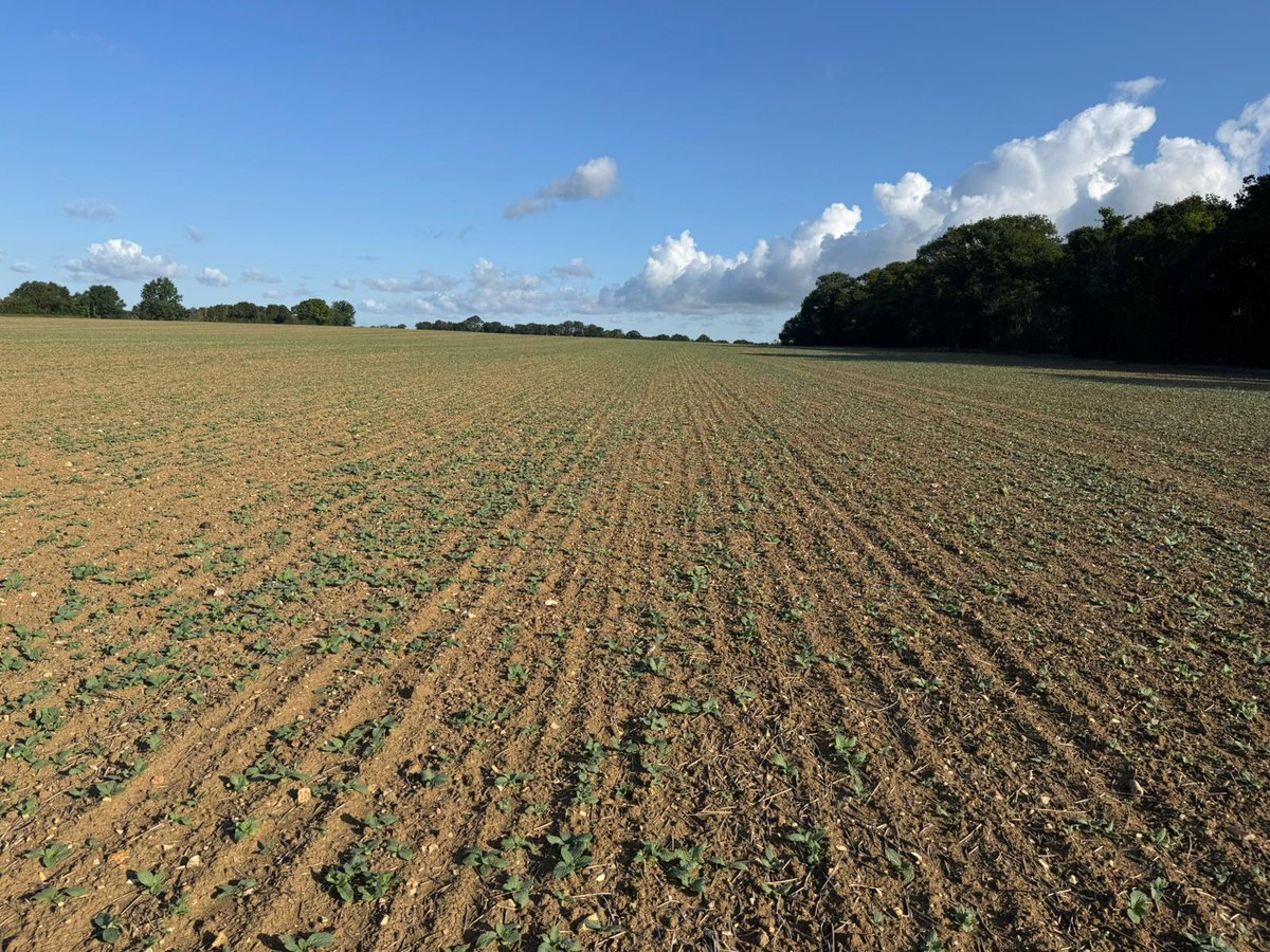 ceresrural's tweet photo. Charles Garrard had a fantastic day judging the South Suffolk #CropCompetition! A great opportunity to gain insight into crop conditions &amp; yield potential, focusing on spring break crops like #borage &amp; #springbeans. The dedication shown by all participants was impressive 🏆 https://t.co/eP2zpkuiT1