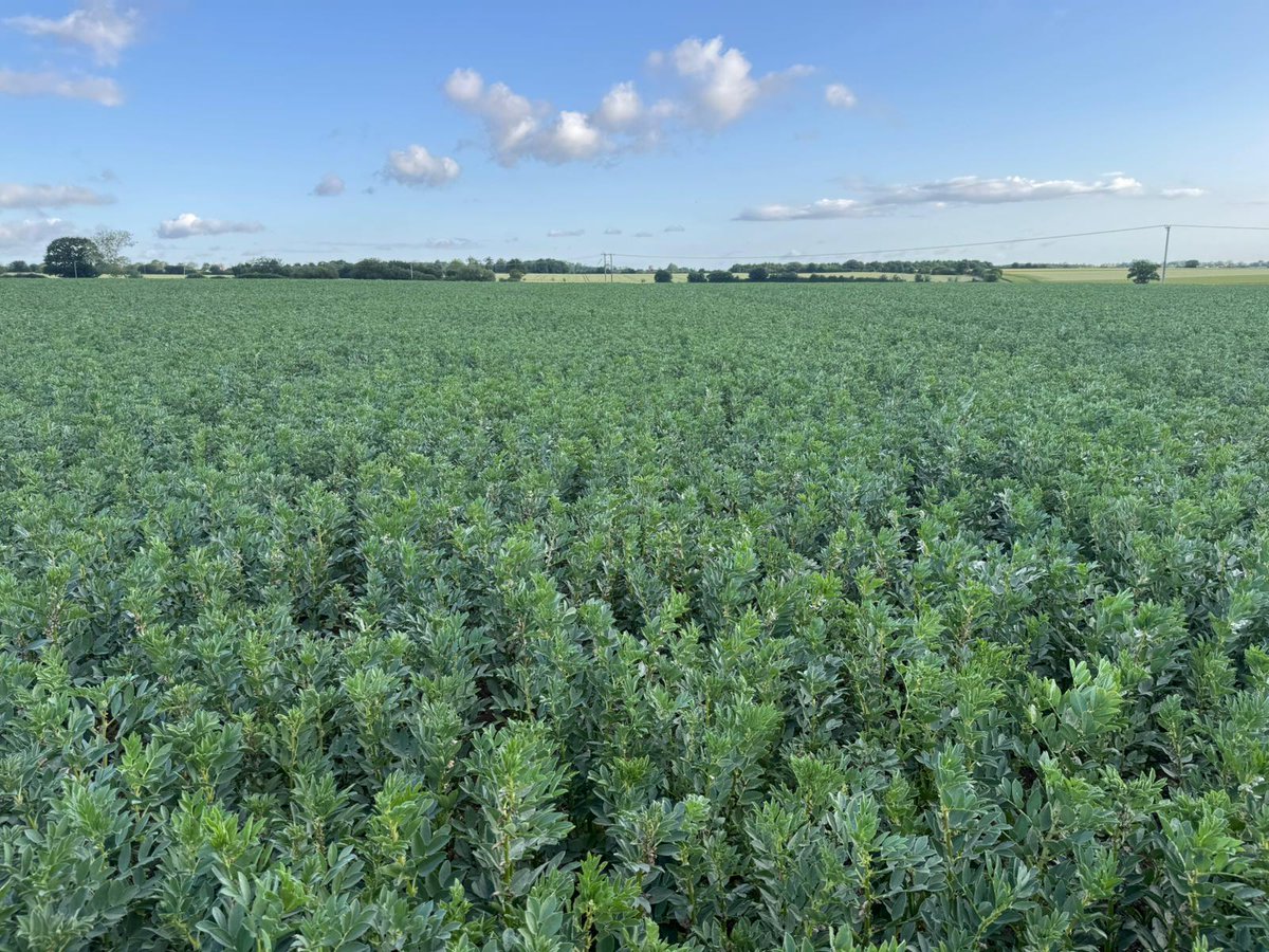 ceresrural's tweet photo. Charles Garrard had a fantastic day judging the South Suffolk #CropCompetition! A great opportunity to gain insight into crop conditions &amp; yield potential, focusing on spring break crops like #borage &amp; #springbeans. The dedication shown by all participants was impressive 🏆 https://t.co/eP2zpkuiT1
