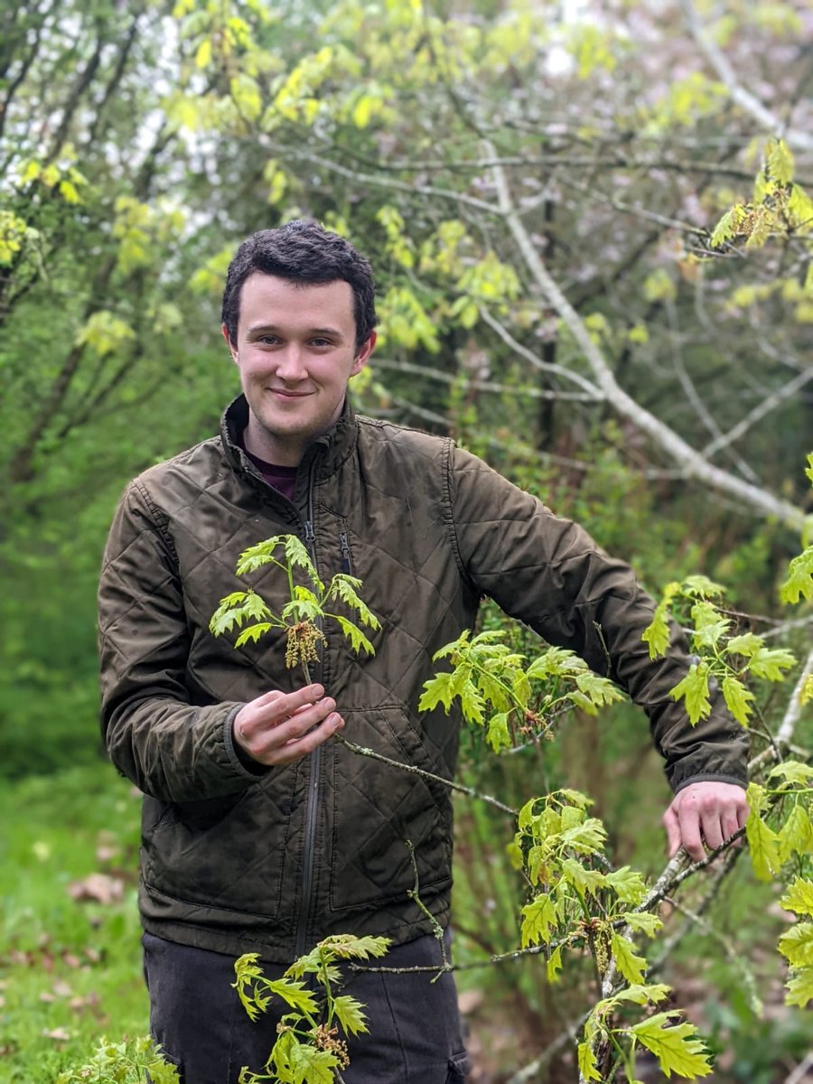 FutureTreesUK's tweet image. 🌳 Researcher Eamonn Cooper is using genetics to strengthen the future of our native oak. His work with Future Trees Trust is helping shape resilient, climate-ready forests.
🔗 Read more : futuretrees.org/news-and-insig…
#FutureTreesTrust #OakGenetics