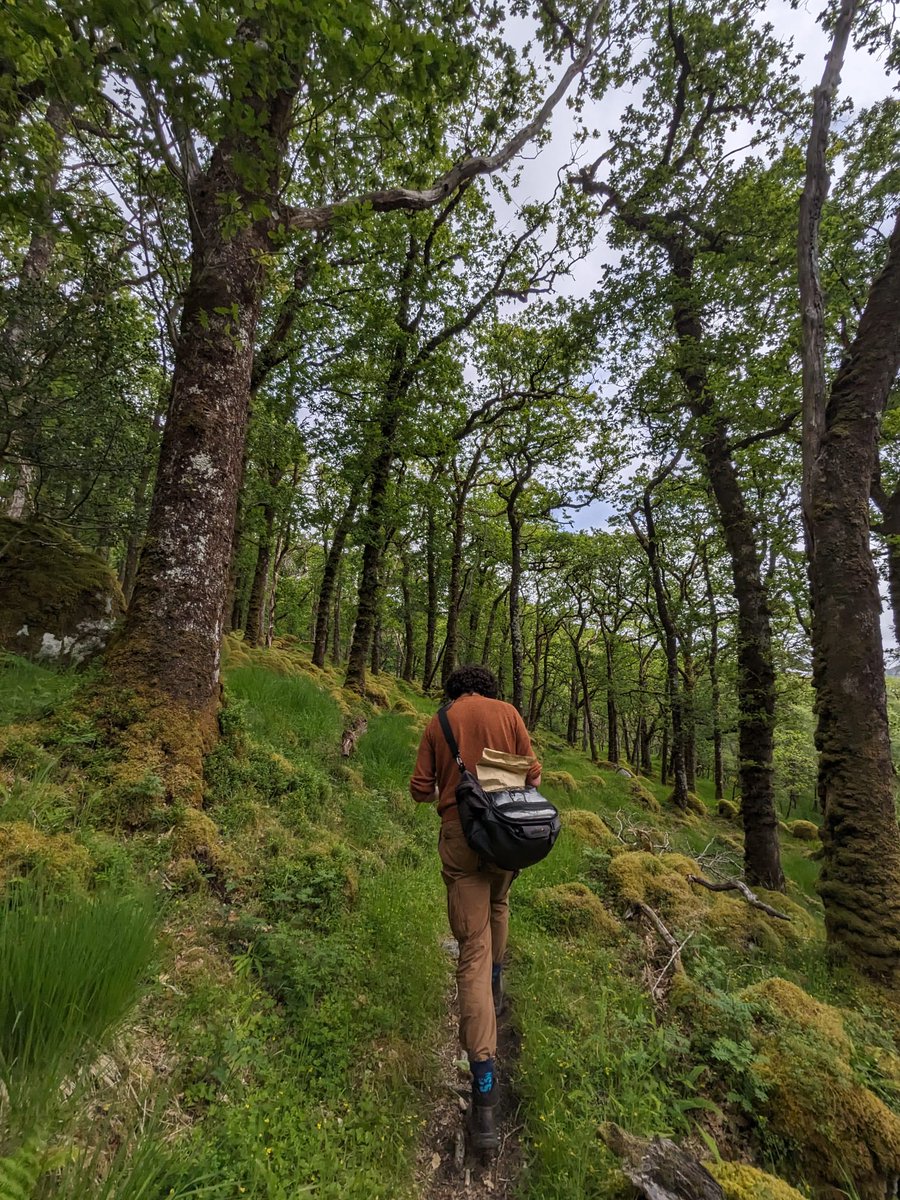 FutureTreesUK's tweet image. 🌳 Researcher Eamonn Cooper is using genetics to strengthen the future of our native oak. His work with Future Trees Trust is helping shape resilient, climate-ready forests.
🔗 Read more : futuretrees.org/news-and-insig…
#FutureTreesTrust #OakGenetics