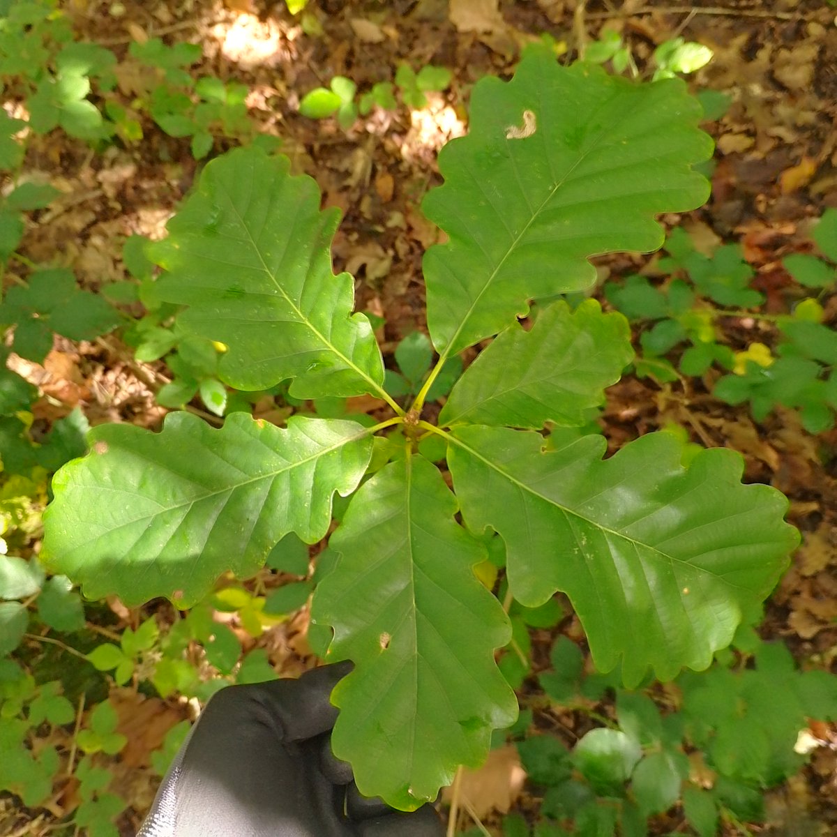 FutureTreesUK's tweet image. 🌳 Researcher Eamonn Cooper is using genetics to strengthen the future of our native oak. His work with Future Trees Trust is helping shape resilient, climate-ready forests.
🔗 Read more : futuretrees.org/news-and-insig…
#FutureTreesTrust #OakGenetics