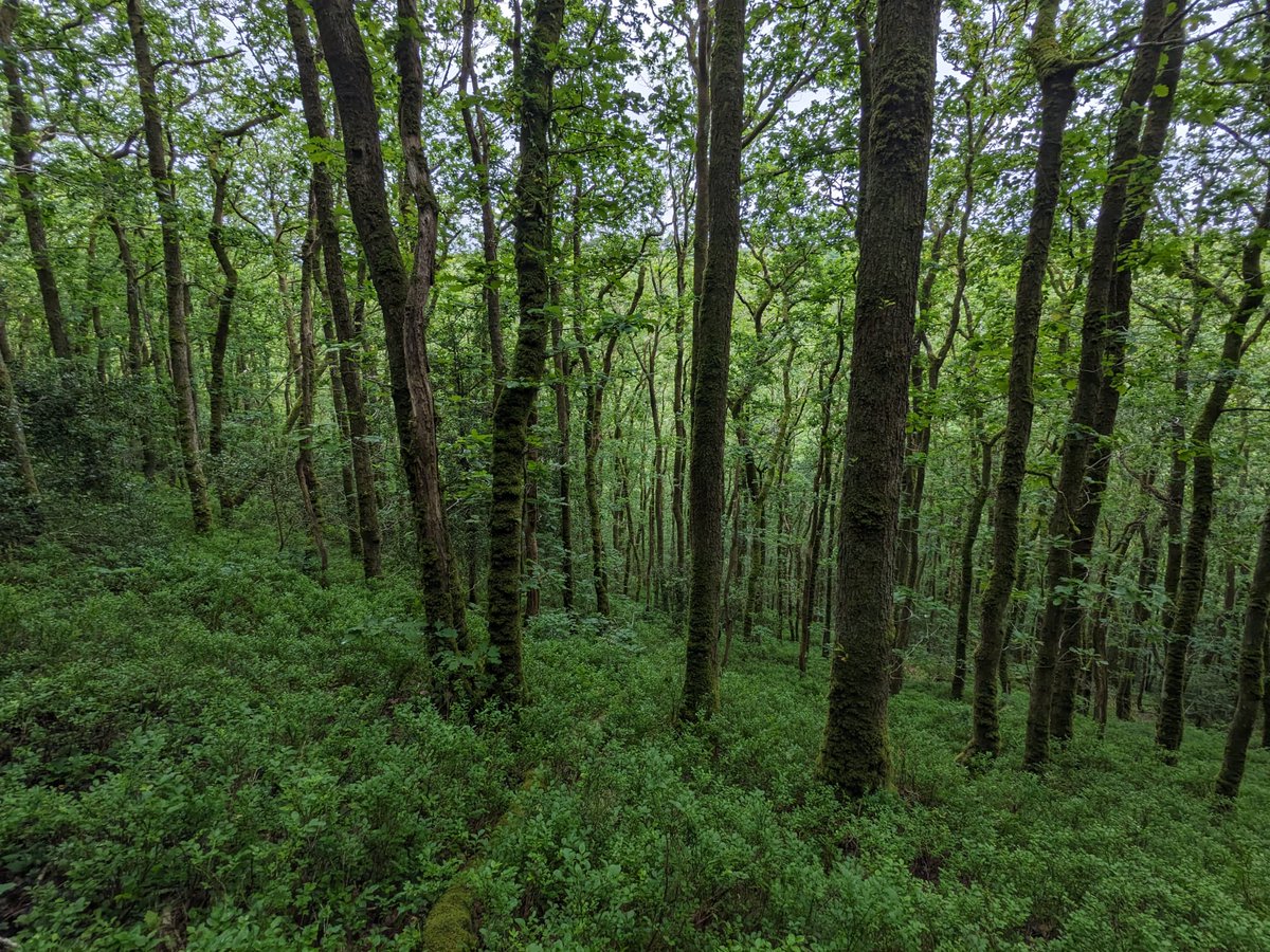 FutureTreesUK's tweet image. 🌳 Researcher Eamonn Cooper is using genetics to strengthen the future of our native oak. His work with Future Trees Trust is helping shape resilient, climate-ready forests.
🔗 Read more : futuretrees.org/news-and-insig…
#FutureTreesTrust #OakGenetics