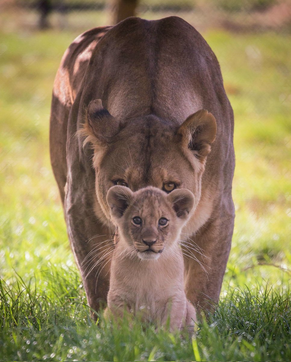 AfricanimaIs's tweet image. 