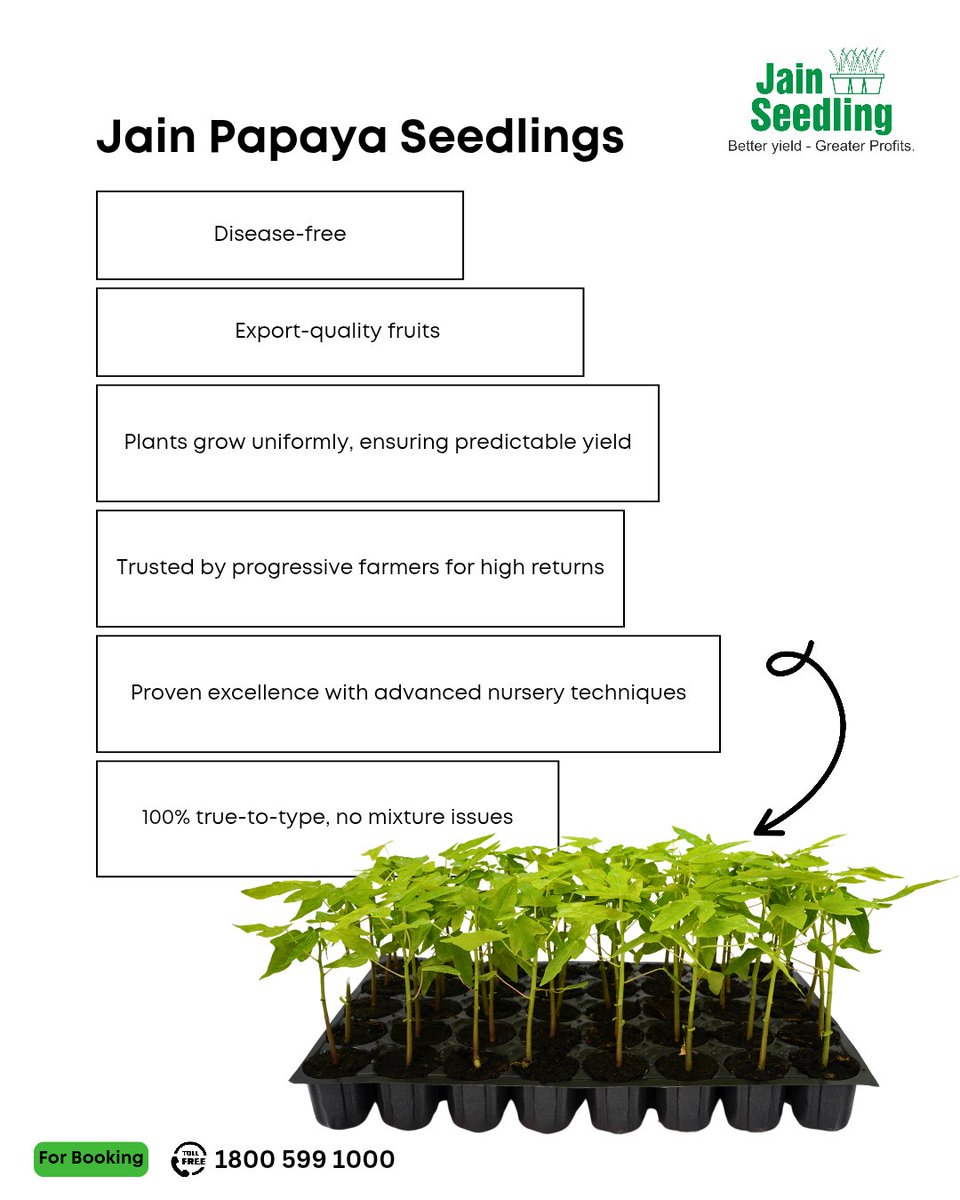 Your Profits Deserve a Better Crop — Let’s Talk Jain Hi-Tech Papaya Power! 💰🌱
Jain Papaya Seedlings are here to turn your fields into fruit-filled success stories!

✅ No more disease drama – just healthy, clean plants
✅ Uniform, strong growth from day one
✅ Export-quality