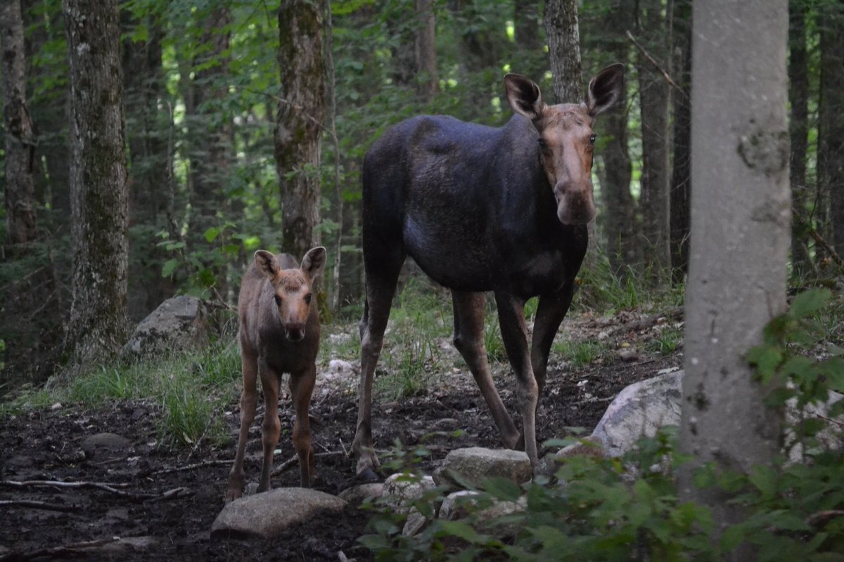 Watching these beautiful ruminants through the camp rear window. 14C with hazy sky at 7am. EdgeOfAlgonquin.