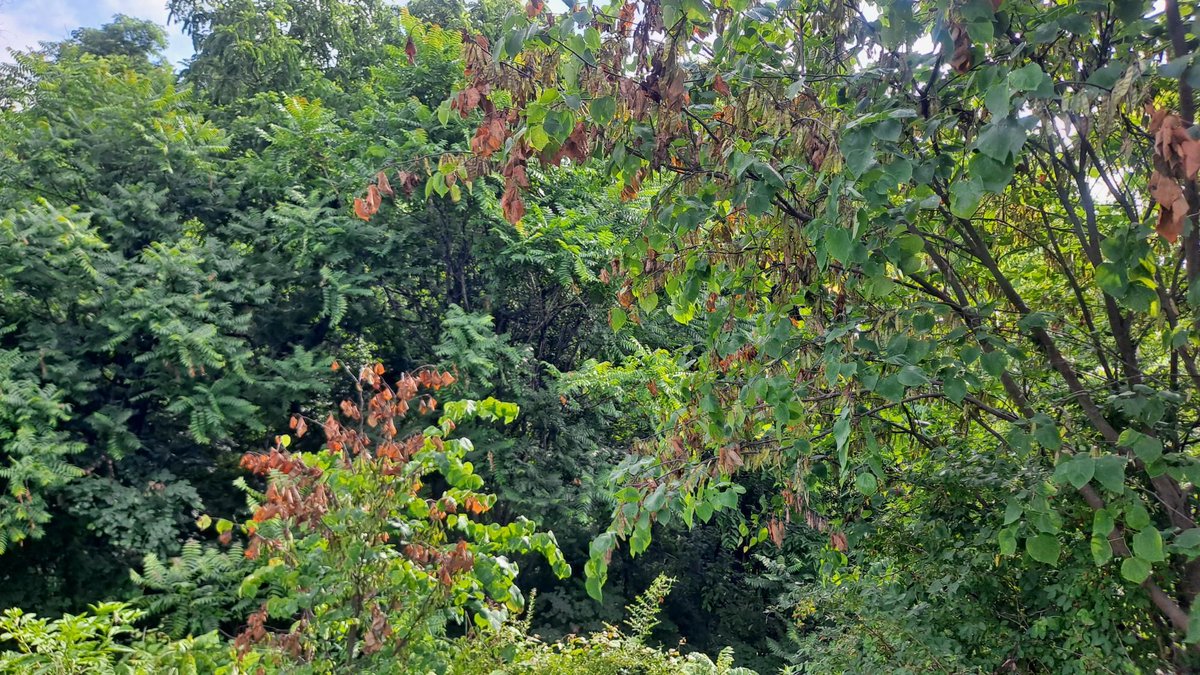 The emergence of 17-year cicadas may be loud—but the real damage comes after. Females lay eggs in small tree limbs, causing “flagging” (wilting or breakage). Young trees are most vulnerable.