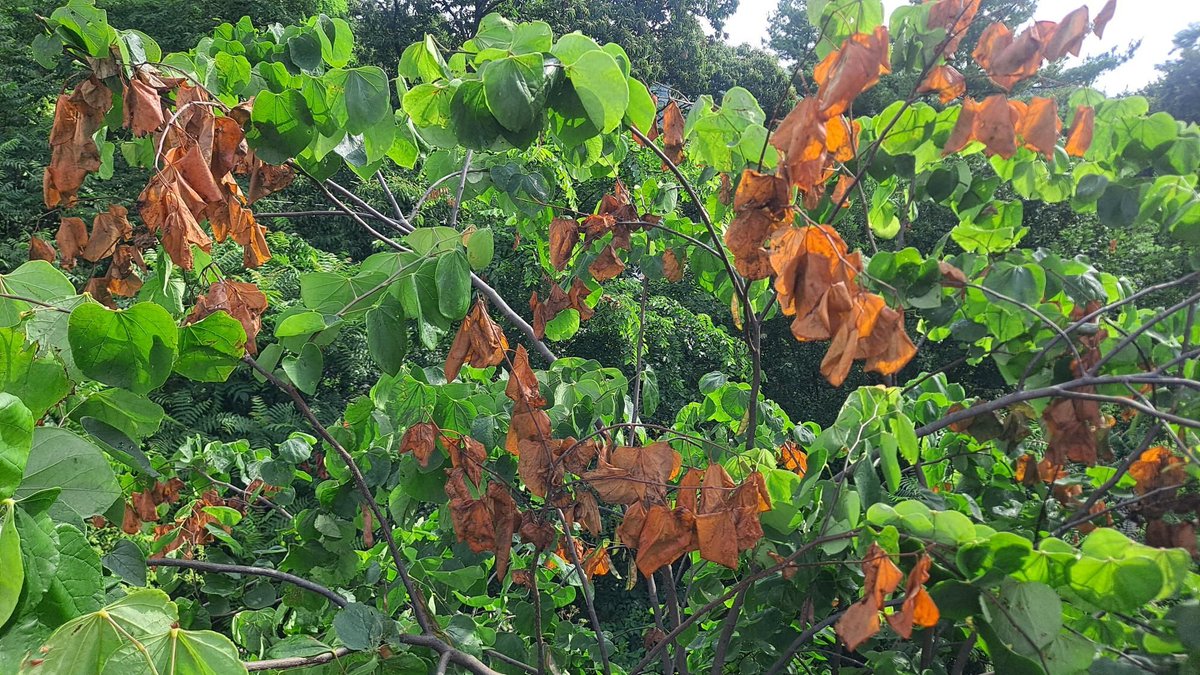 PSUpested's tweet image. The emergence of 17-year cicadas may be loud—but the real damage comes after. Females lay eggs in small tree limbs, causing “flagging” (wilting or breakage). Young trees are most vulnerable.