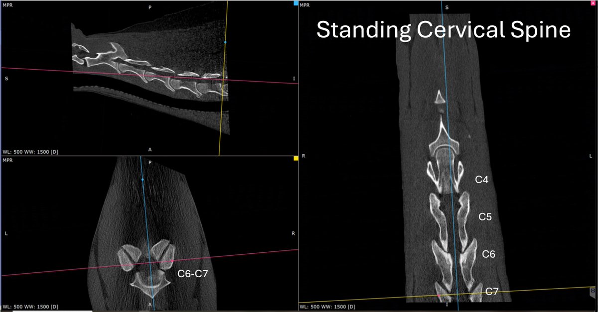 🚨 Progress Update from Asto CT!
We're pleased to announce significant progress in deploying our technology to image the cervical spine. We were able to reach the cranial aspect of C7 at Virginia Equine Imaging on several standing patients.

#EquineCT #CervicalSpine