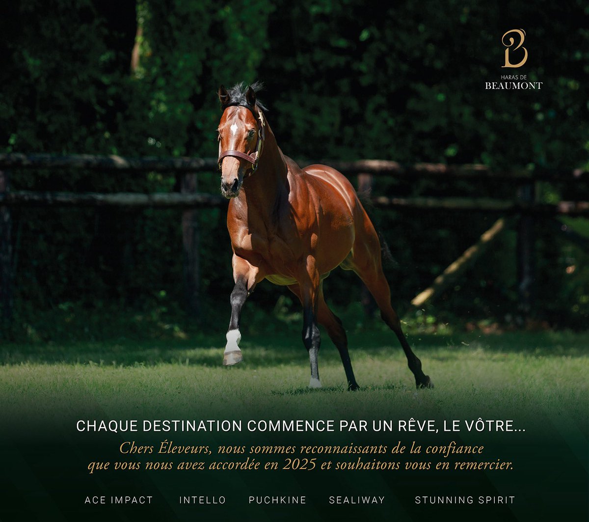 Haras de Beaumont (@harasbeaumont) on Twitter photo 
