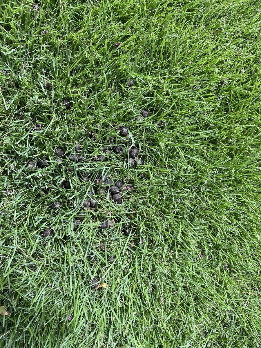 Geoff Mantooth is Trying to Figure it Out tweet media