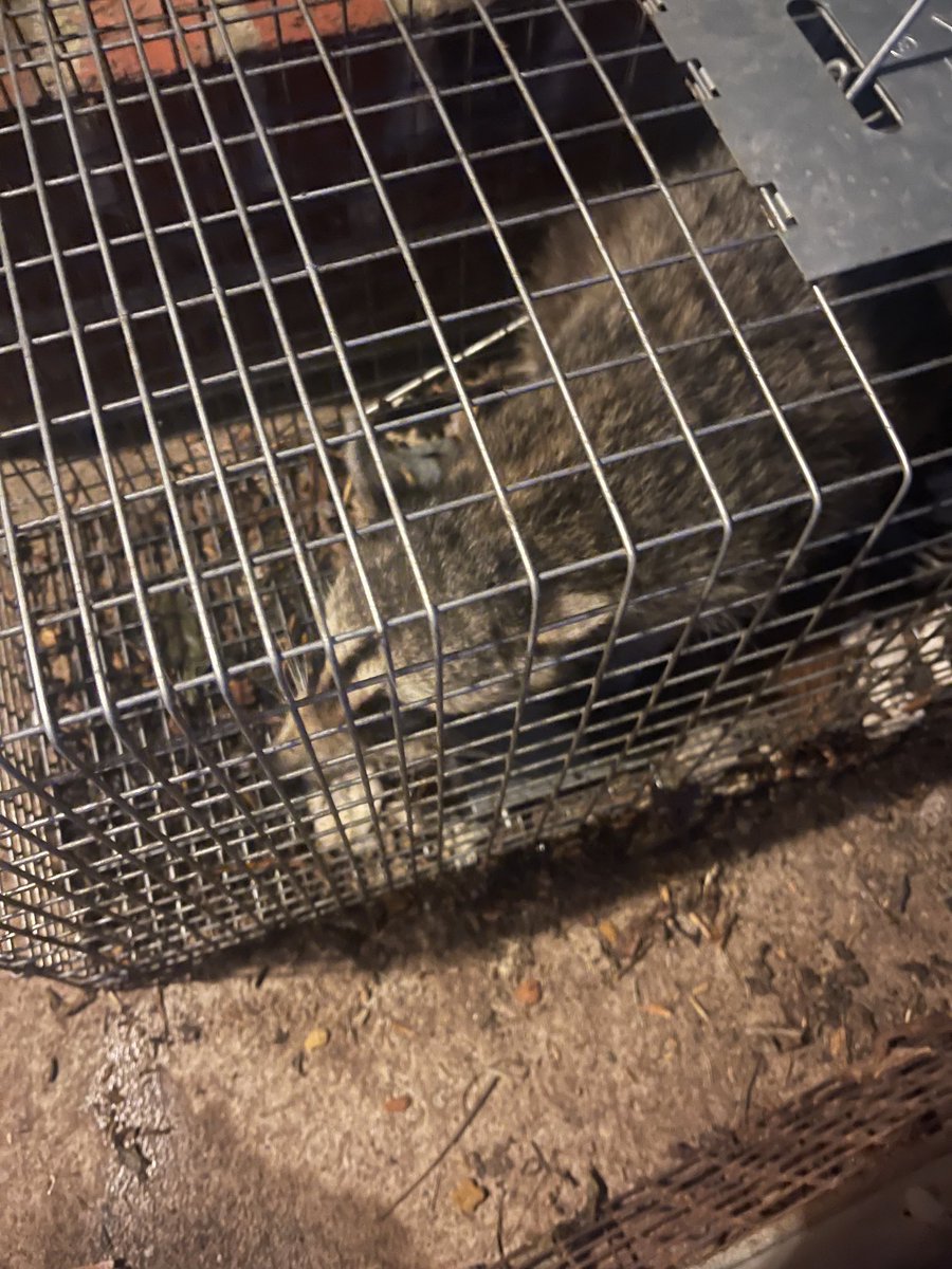 mclseed's tweet image. Raccoon #18.