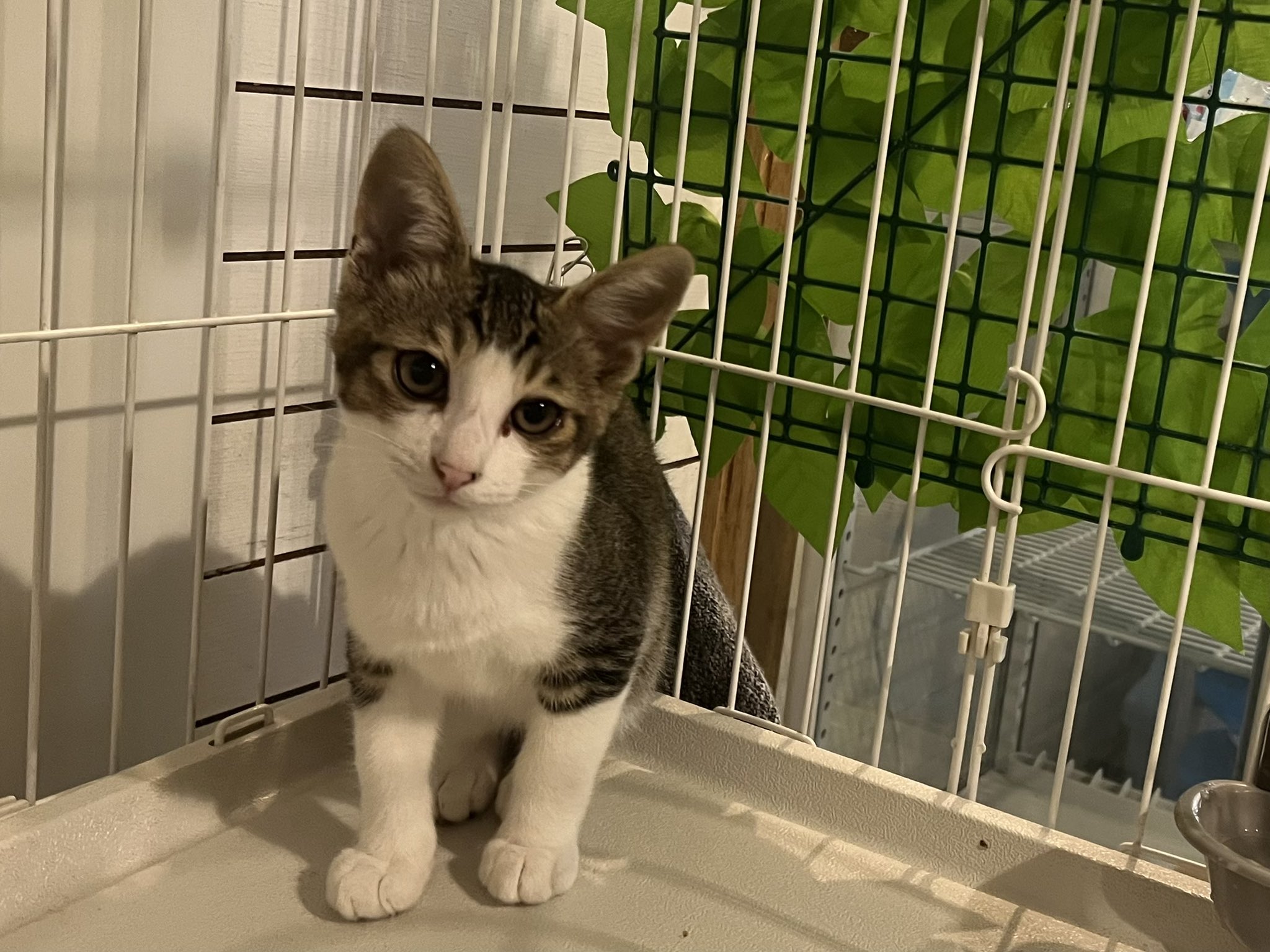 (ΦωΦ)双子のにゃんにゃん♥猫♥里親様募集♥ズタボロにゃん　猫 ΦωΦ)双子のにゃんにゃん♥猫♥里親様募集♥ズタボロにゃん 猫