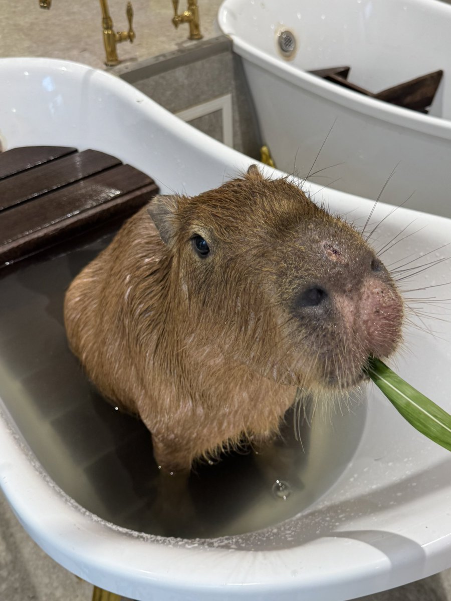 お仕事関連終わった後に初参戦！
可愛かったー！！！疲れたー！笑

 #カピバラ  #capybara  #アニタッチ東京ドームシティ
