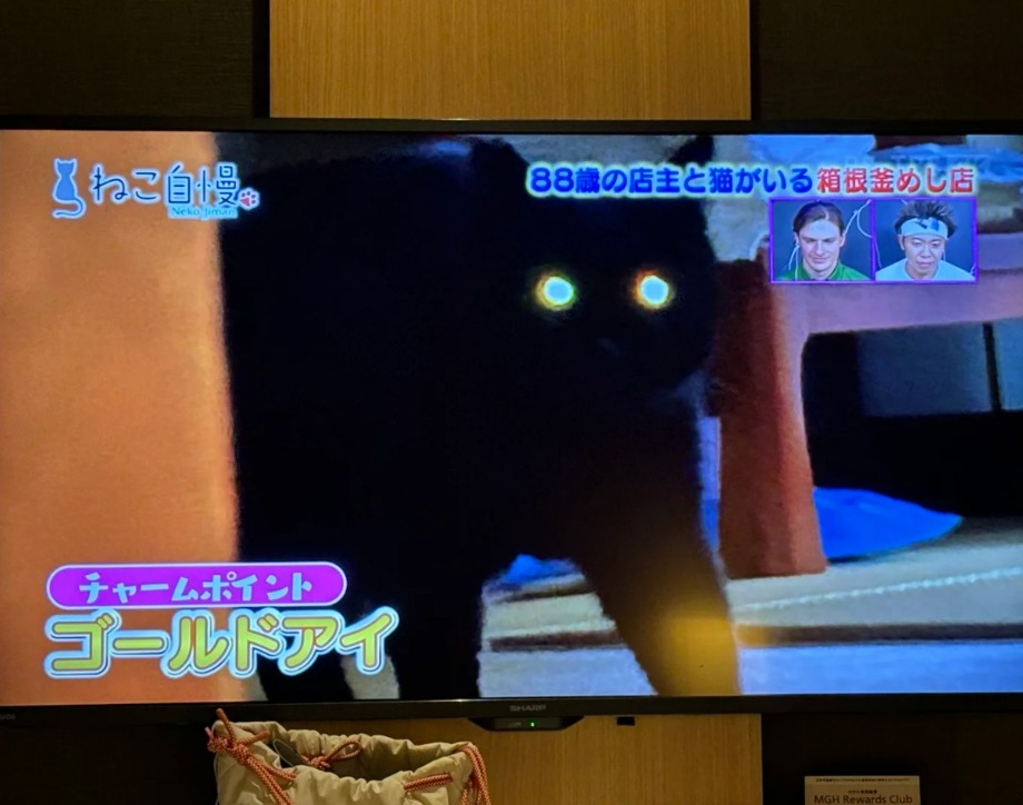 かわいい猫を見ると、笑顔になり、幸せな気持ちになります。
猫は私たちに癒しを与えてくれます。😁😁